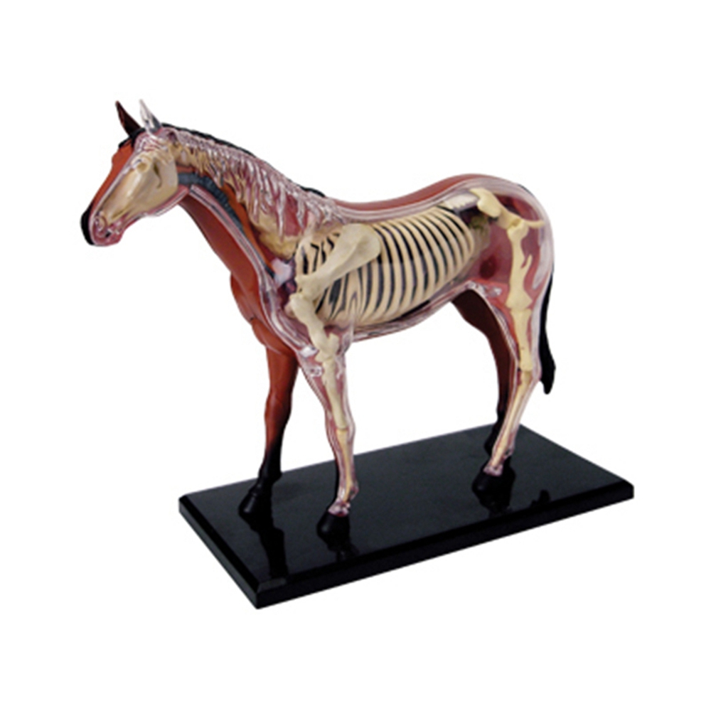 نموذج تشريح الجهاز الحيواني 4D - مراجعة Science Diy Model وسعره