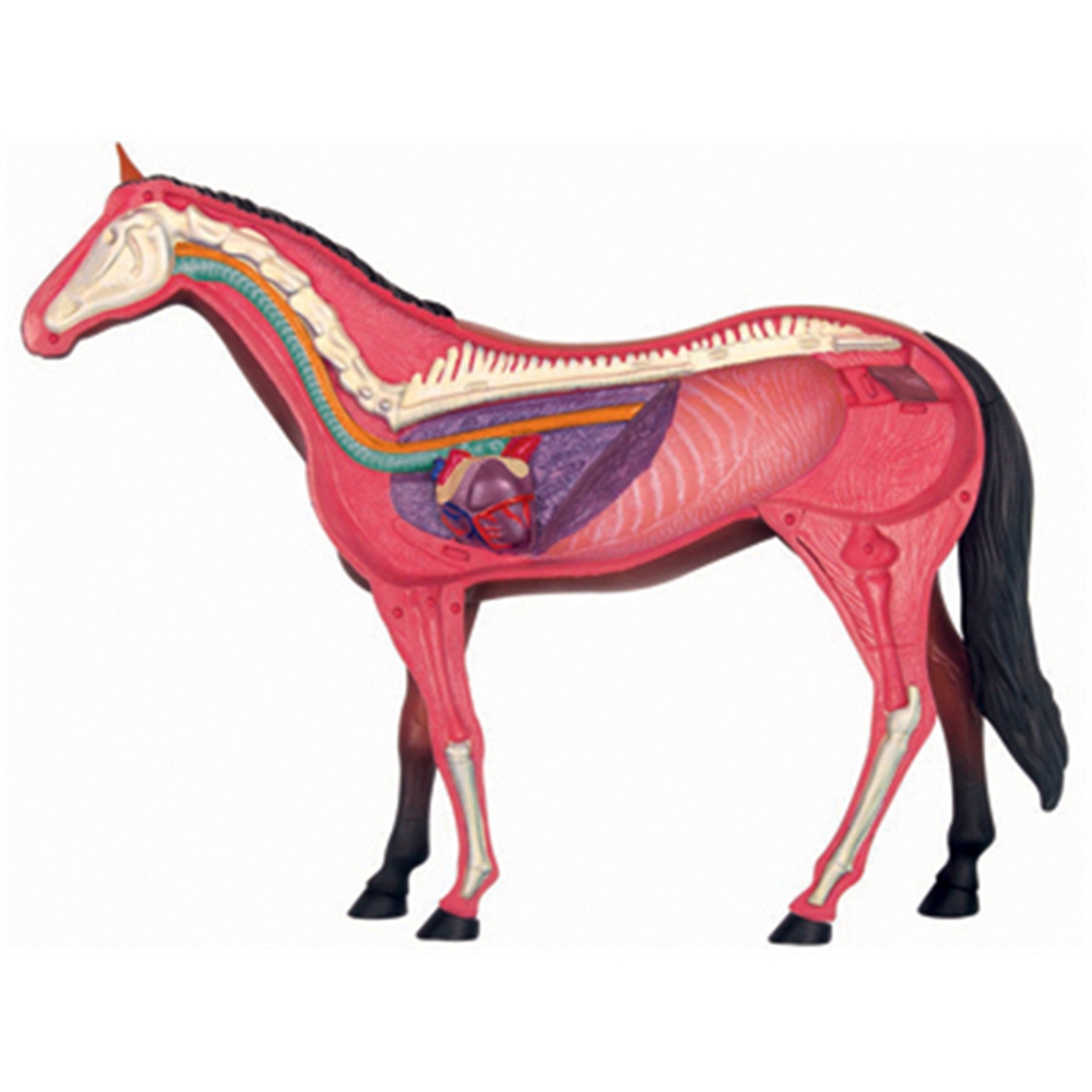 نموذج تشريح الجهاز الحيواني 4D - مراجعة Science Diy Model وسعره